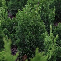 Chamaecyparis obtusa Plant - Nana Gracilis
