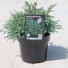 Chamaecyparis p. Plant - Baby Blue