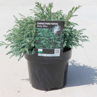 Chamaecyparis p. Plant - Baby Blue