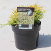 Chamaecyparis p. Plant - Filifera Aurea