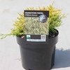 Chamaecyparis p. Plant - Filifera Aurea