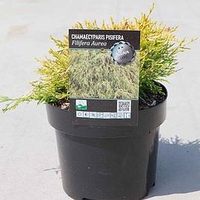 Chamaecyparis p. Plant - Filifera Aurea
