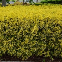 Chamaecyparis p. Plant - Filifera Nana