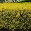 Chamaecyparis p. Plant - Filifera Nana