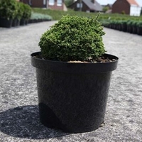 Chamaecyparis pisifera Plant - Hime-sawara