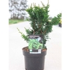 Chamaecyparis pisifera Plant - Teddy Bear