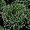 Chamaecyparis pisifera Plant - White Pygmy