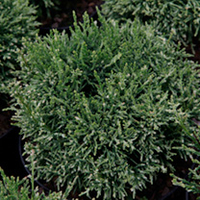 Chamaecyparis pisifera Plant - White Pygmy