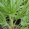 Chamaerops Humilis