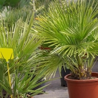 Chamaerops Humilis Compacta Volcano