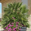 Chamaerops Humilis Vulcano