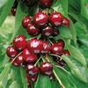 Cherry Dwarf Fruit Tree - Stella