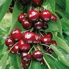 Cherry Dwarf Fruit Tree - Stella