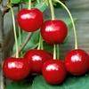Cherry Tree - Crown Morello