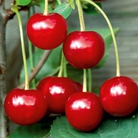 Cherry Tree - Crown Morello