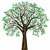 Cherry Tree - Duo Napoleon Bigarreau/Variks Black