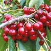 Cherry Tree - Summer Sun