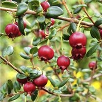 Chilean Guava Plant - 