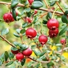 Chilean Guava Plant - 
