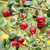 Chilean Guava Plant - 