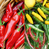 Chilli Grow Bag Crate Kit Collection