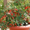 Chilli Pepper Apache