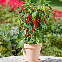 Chilli Pepper Patio Plant - Hot Fajita