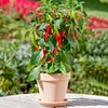 Chilli Pepper Patio Veg Plants - Hot Fajita