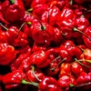 Chilli Pepper Plant - Caroline Reaper