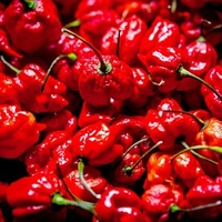 Chilli Pepper Plant - Caroline Reaper