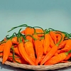 Chilli Pepper Plant - Havanna Gold