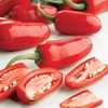 Chilli Pepper Plant - Jalapeno