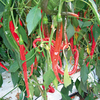 Chilli Pepper Plant - Joe