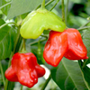 Chilli Pepper Plant - Mad Hatter