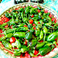 Chilli Pepper Plant - Padron