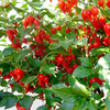 Chilli Pepper Plant - Pearls