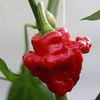 Chilli Pepper Plant - Scotch Bonnet Red