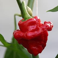 Chilli Pepper Plant - Scotch Bonnet Red