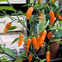 Chilli Pepper Plant - Slow Burn