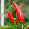 Chilli Pepper Plant - Tabasco