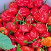 Chilli Pepper Plant - Trinidad Moruga Scorpion
