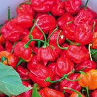 Chilli Pepper Plant - Trinidad Moruga Scorpion