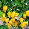 Chilli Pepper Plant - Trinidad Perfume