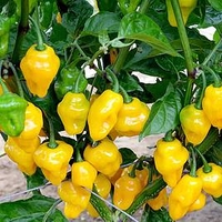 Chilli Pepper Plant - Trinidad Perfume