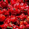 Chilli Pepper Plants - Carolina Reaper