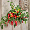 Chilli Ponky Pepper