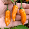 Chilli Seeds - Slowburn