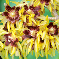 Chimonanthus Plant - Praecox
