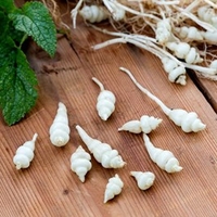 Chinese Artichoke Gourmet Roots - Conito