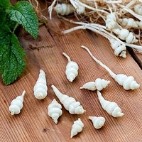 Chinese Artichoke Gourmet Roots - Conito